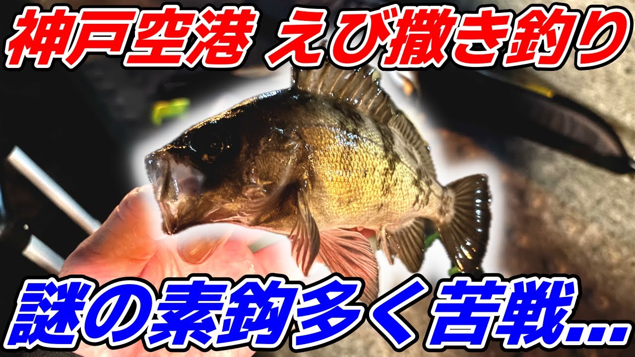 【苦戦】神戸空港で夜のえび撒き釣り！真冬のメバルを狙うぞ！