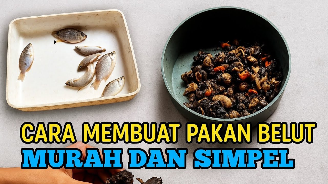 💥Cara Membuat Pakan Belut Sendiri untuk Pemula | Mudah & Simpel