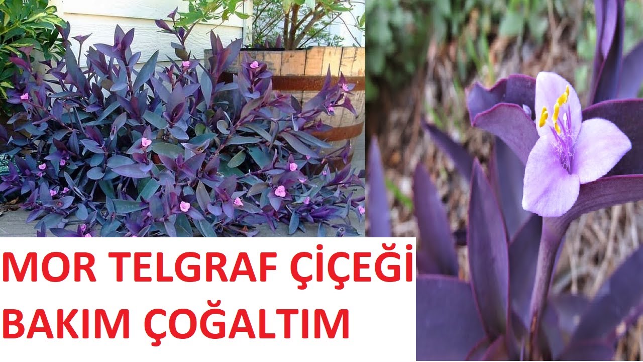 MOR TELGRAF ÇİÇEĞİ BAKIMI ve ÇOĞALTIMI - Tradescantia pallida #tradescantia