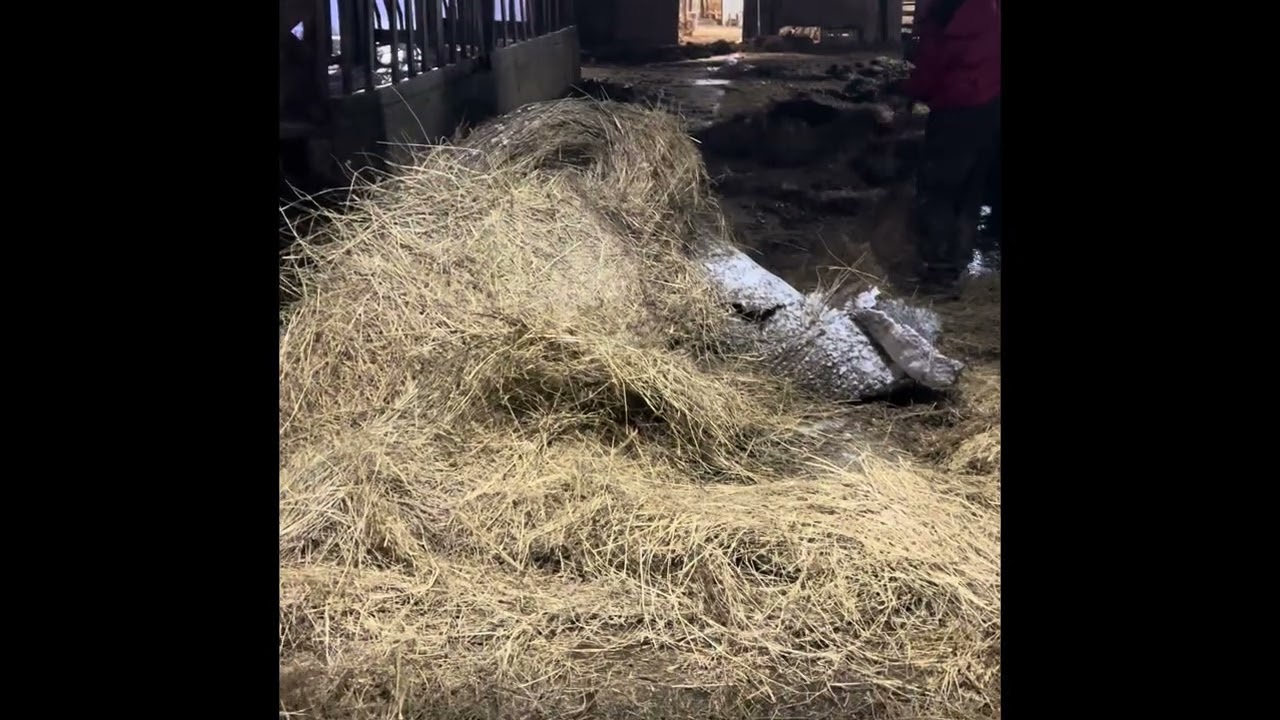 Bedding and Feeding Cows