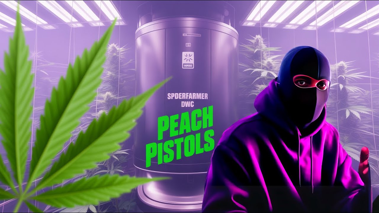 Peach Pistols & Dantes Inferno im SpiderFarmer DWC System  | Growlightsystems