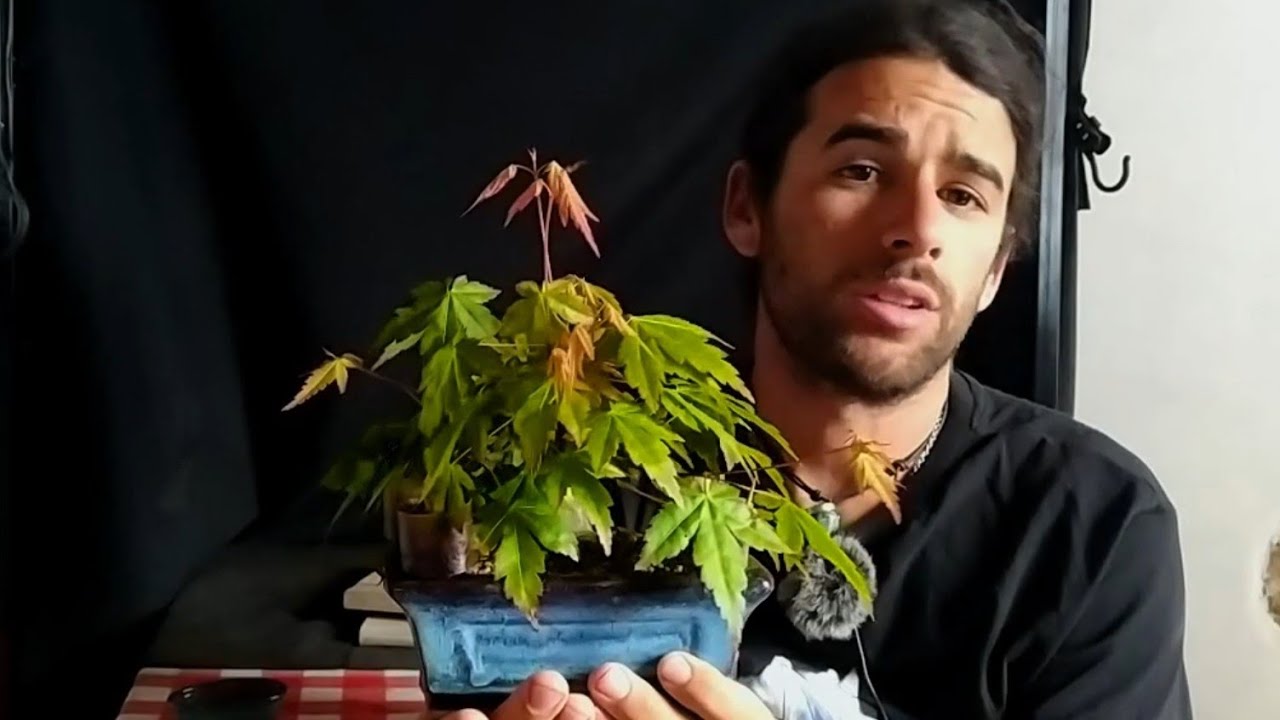Formación de las ramas principales de un mame Acer palmatum bonsái