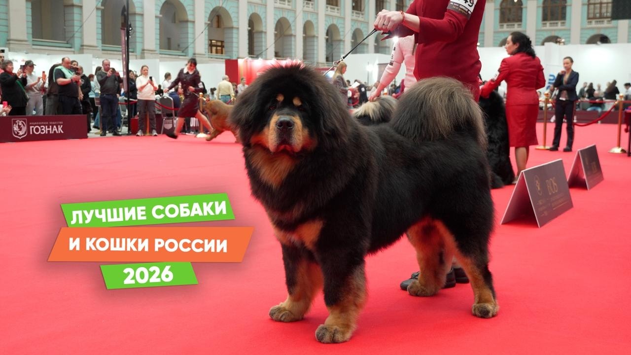 Как прошла выставка «Лучшие собаки и кошки России 2026»