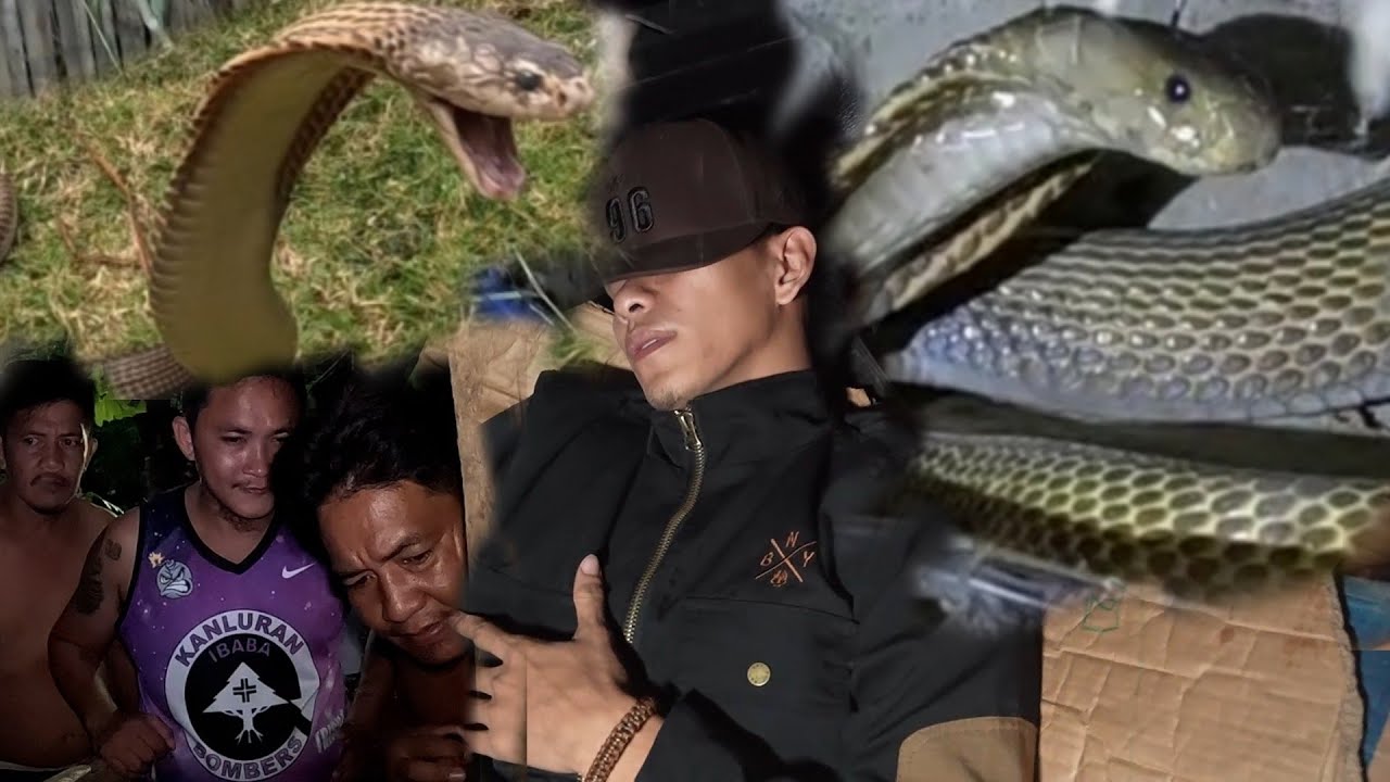 HINDI KINAYA NI COBRA PRINCE ANG PAG BABALIK SA BICOL