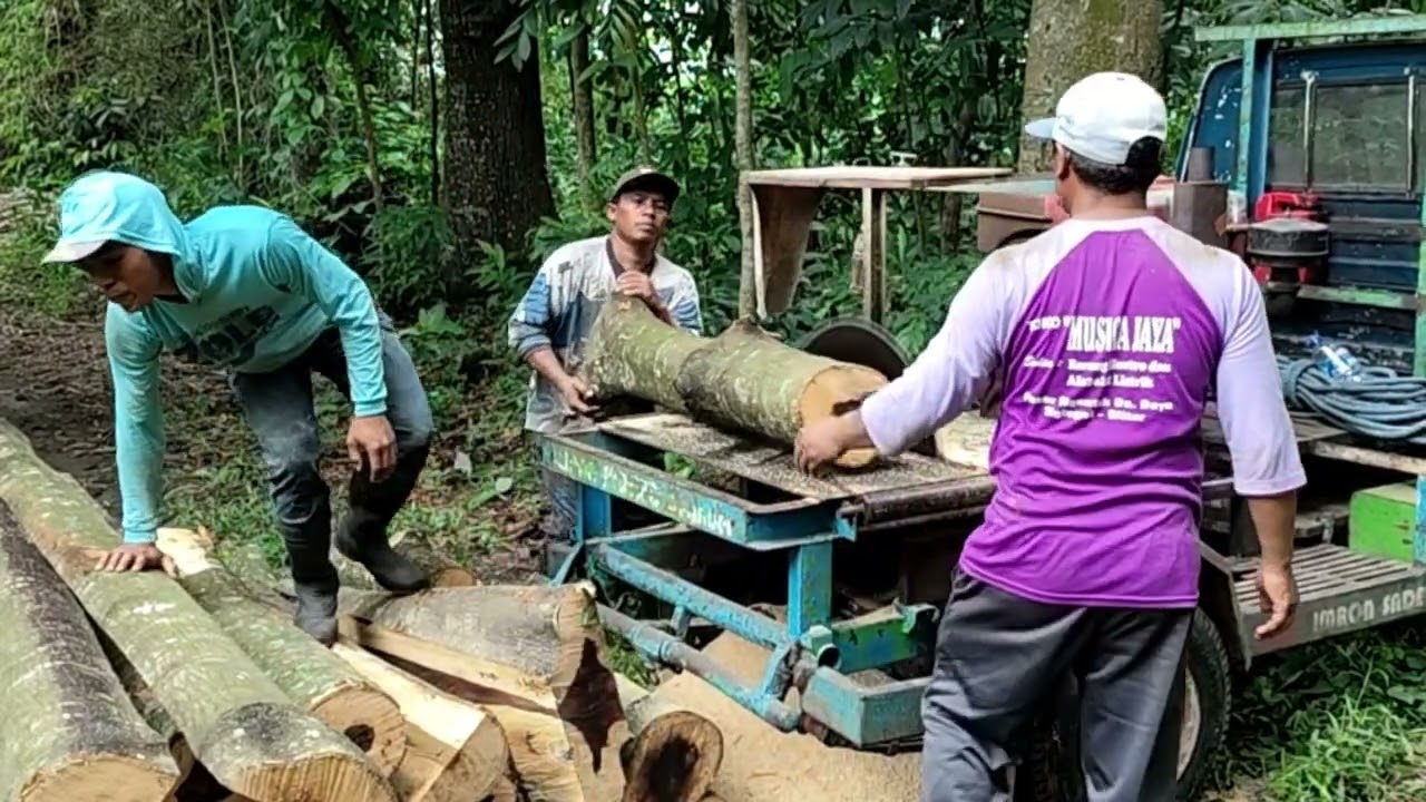 LUMAYAN DAPAT JOB PENGGERGAJIAN SETUMPUK KAYU JOWAR UNTUK BAHAN KANDANG
