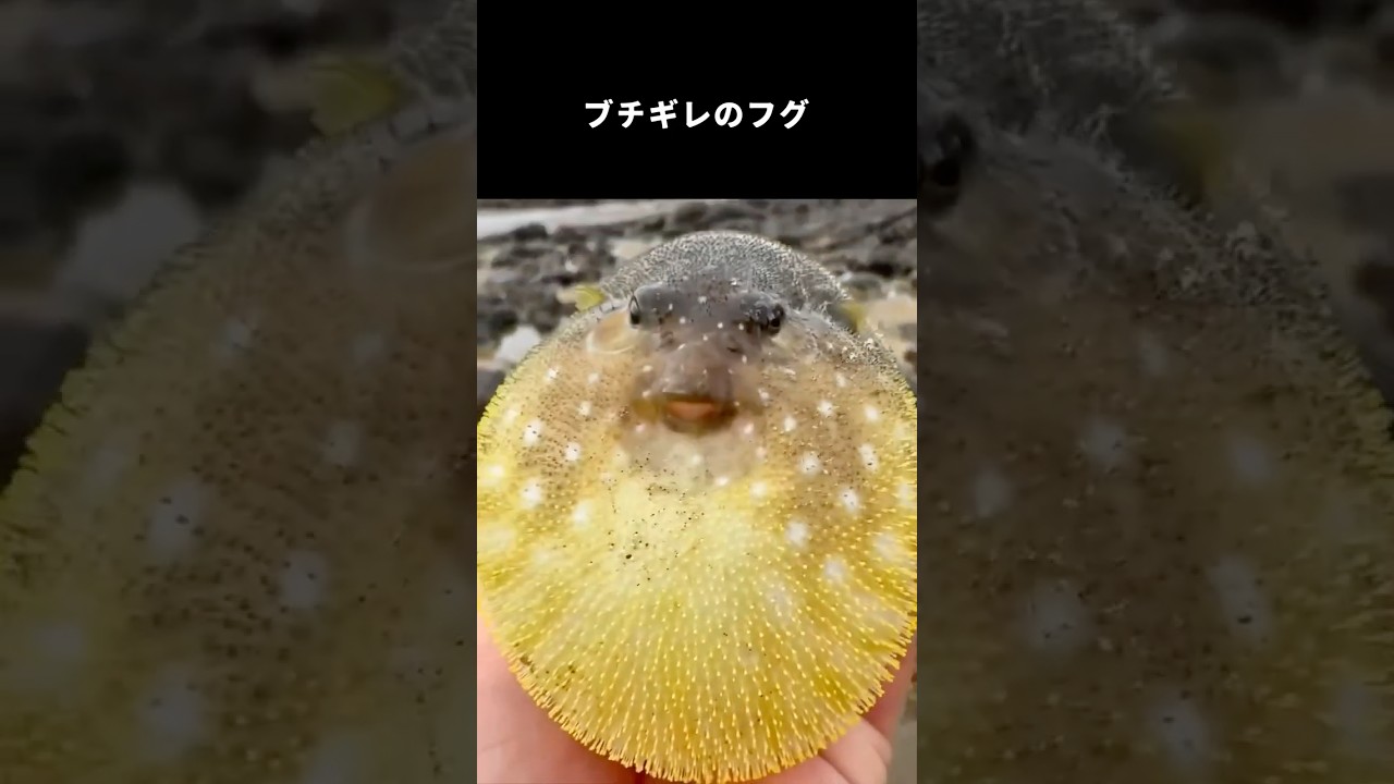 ブチギレのフグ #shorts