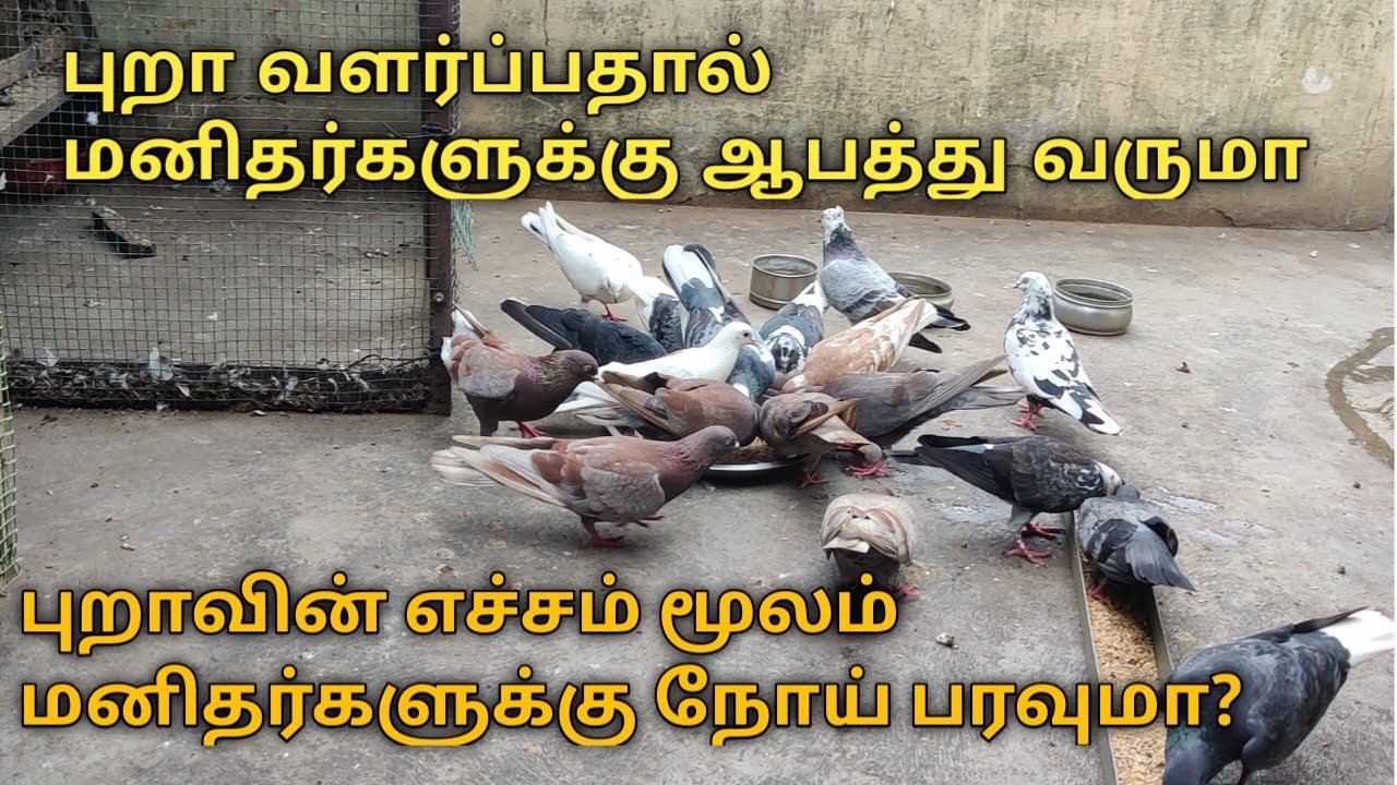 புறா வளர்ப்பதால் மனிதர்களுக்கு ஆபத்து வருமா? புறாவின் எச்சம் மூலம் மனிதர்களுக்கு நோய் பரவுமா?