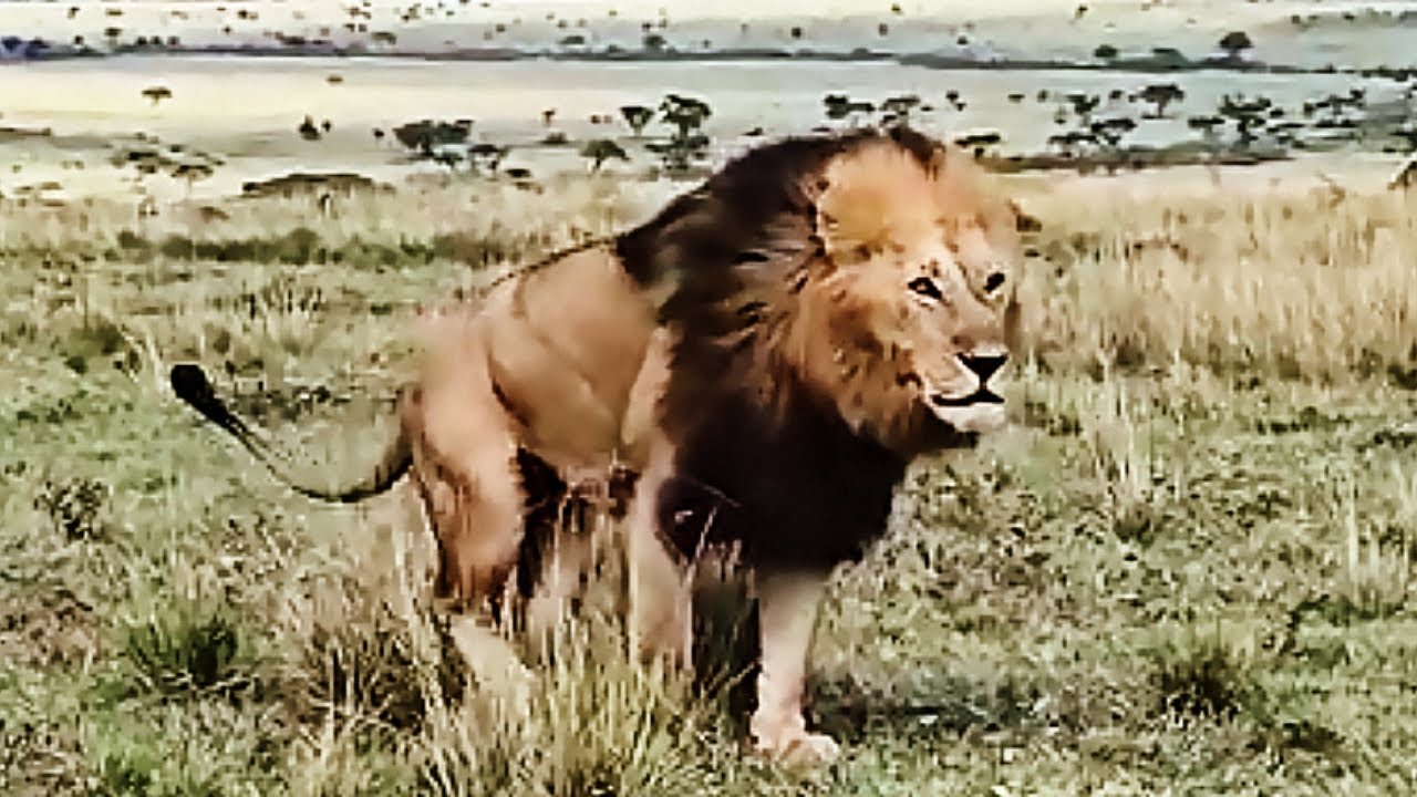 Osapuk Salas Male Lion in Osupaat Male's Territory | Masaimara | 29 October 2025