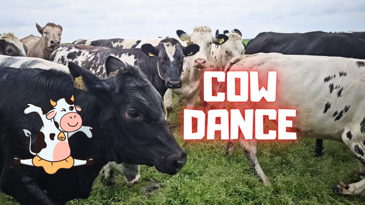 The cow dance! At least there are black cows... But these are scary!😱 | Friesian Horses