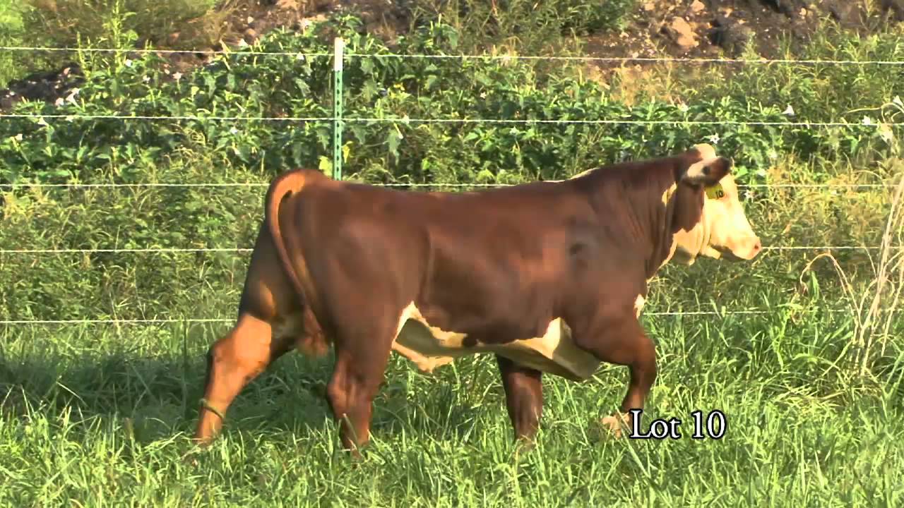 Journagan: Lot 10