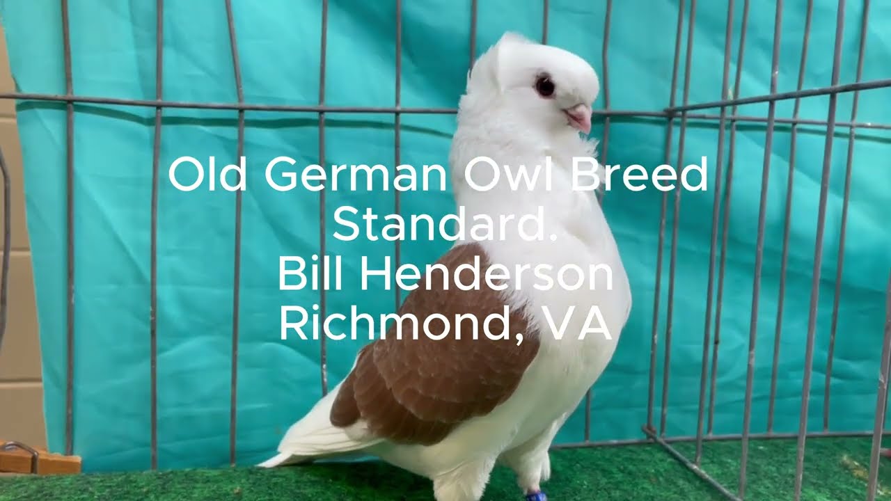 Old German Owl Breed - Bill Henderson