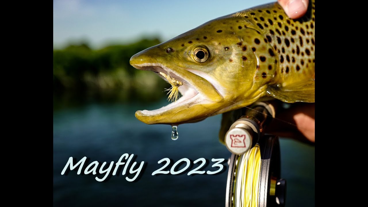 Mayfly 2023 Season