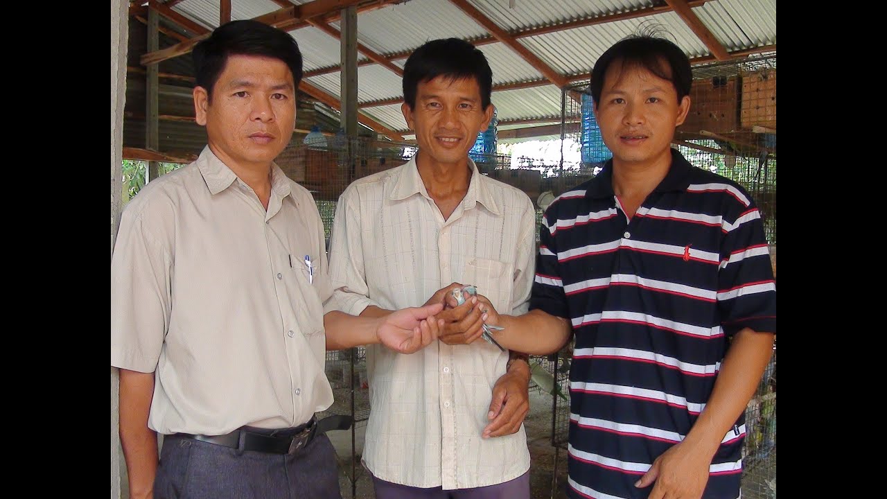 Nuôi chim Yến Phụng sinh sản cho thu nhập cao