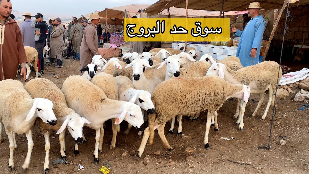 مباشرة من سوق حد البروج 26/10/2025 مع التمن حولي والنعجة وحولية 🐏🇲🇦