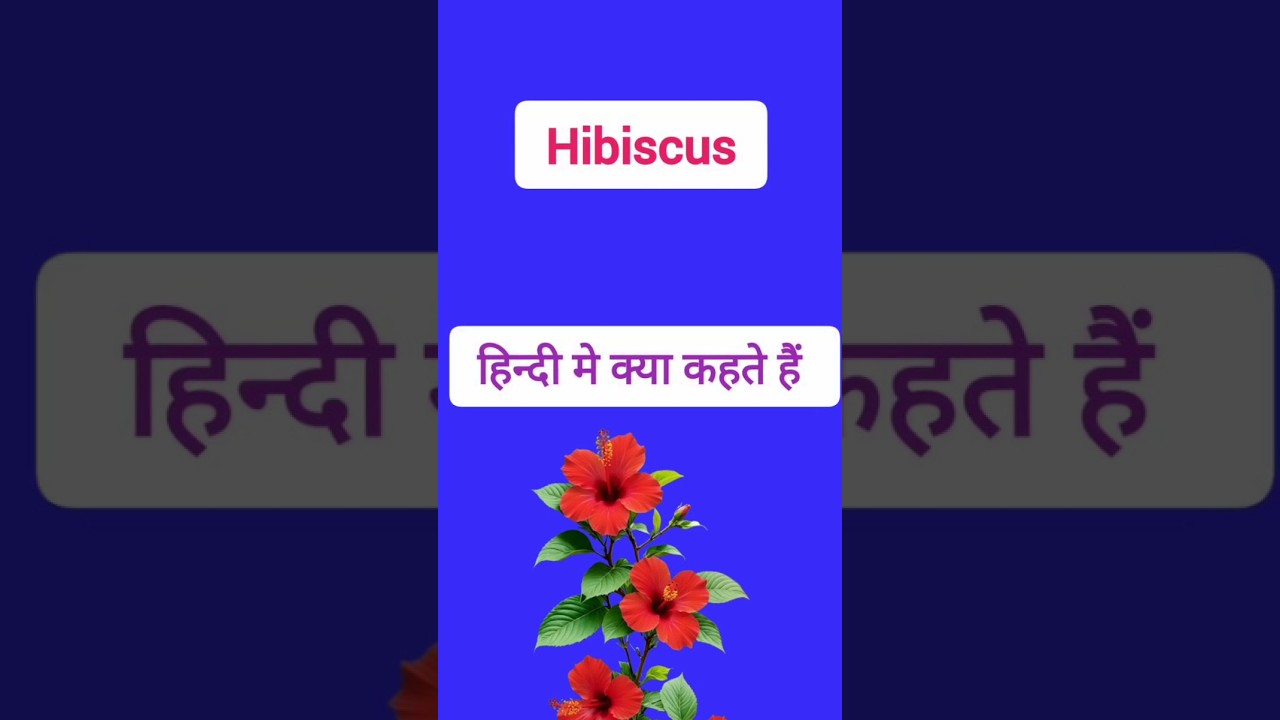 Flowers name Hibiscus | Hibiscus meaning in hindi 