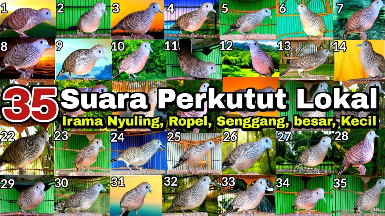 35 Perkutut, Suara & irama berbeda menurut kamu mana paling merdu dan langka