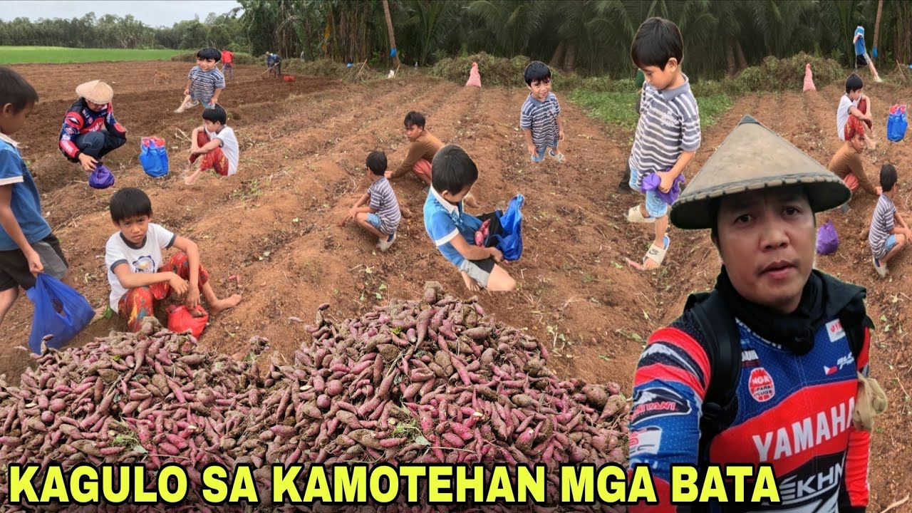 Mga kamote pinagkaguluhan dalhin na ninyo madadala ninyo sa iyo na...Share the blessing 