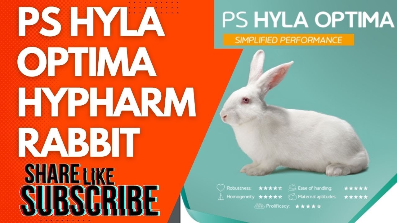 Hypharm Rabbits - PS Hyla Optima (female line)