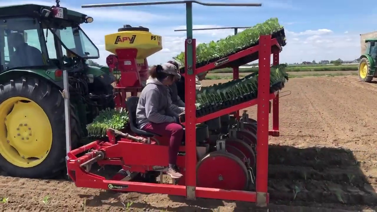Sadzenie roślin kapusty 4-rzędową sadzarką Checchi & Magli