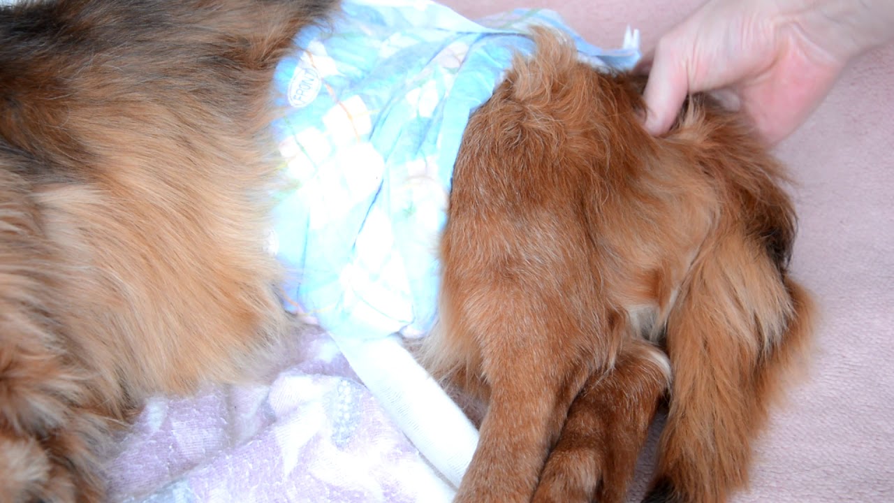 【老犬 困ること】ウンチを自力でさせる方法 ウンチがなかなか出なくて困った!【Old Dog Troubled】How to take a poop by yourself