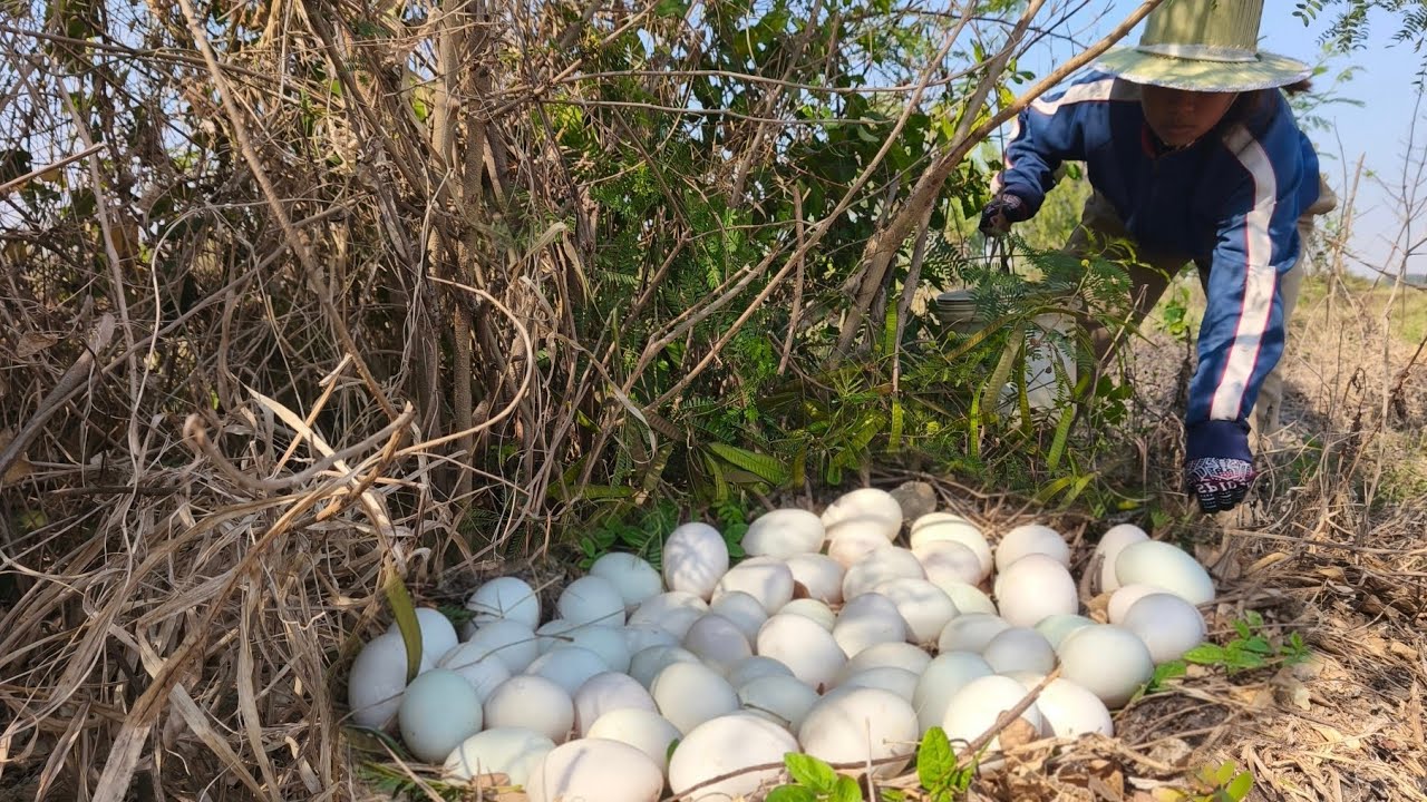 OMG - pick a lot of duck eggs under small trees in forest pick by hand a farmer