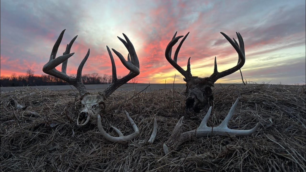 Southern iowa shed hunting 2026(week 2)
