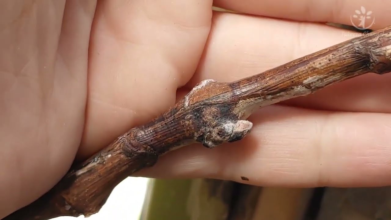 Greffe chip-budding sur vigne | Chip-budding grafting on grapevine | تطعيم العنب بالكشط