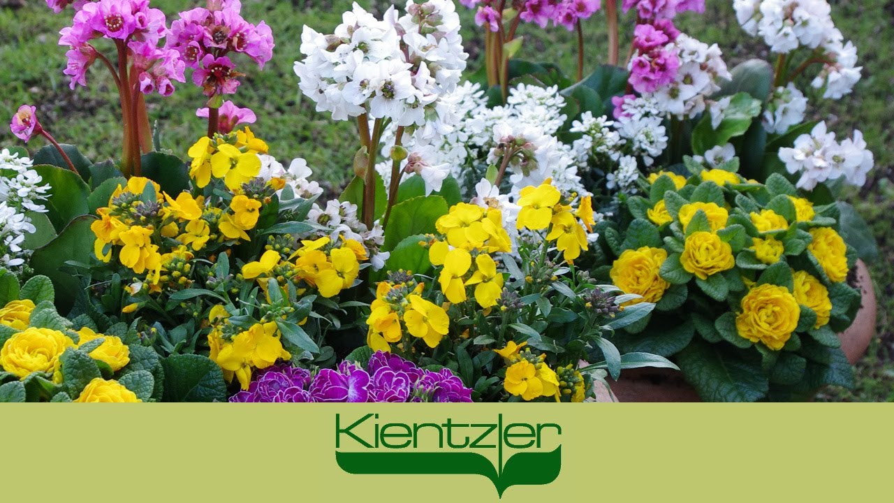 Bergenien als Frühlingsblumen und Stauden auf der Terrasse