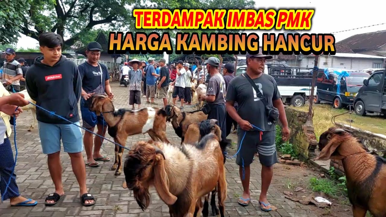 HARGA KAMBING HANCUR TERDAMPAK IMBAS PMK🔥 Pasar Kambing Sumoroto Ponorogo