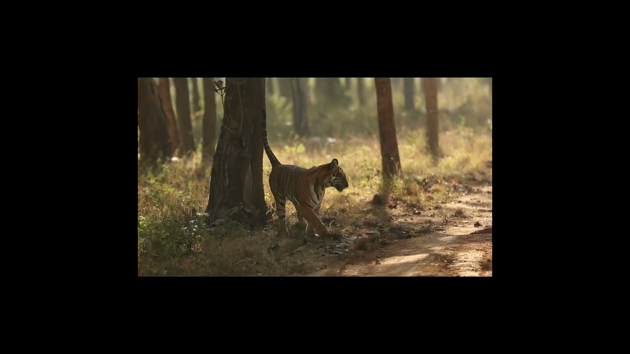 Amazing Tiger Sightings Part 2