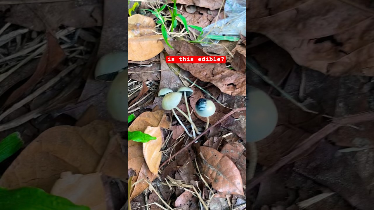 Kinakain ba to? #nature #outdoorvibes #outdoors #kabute #mushroom #psychedelicvideo #shrooms #fyp