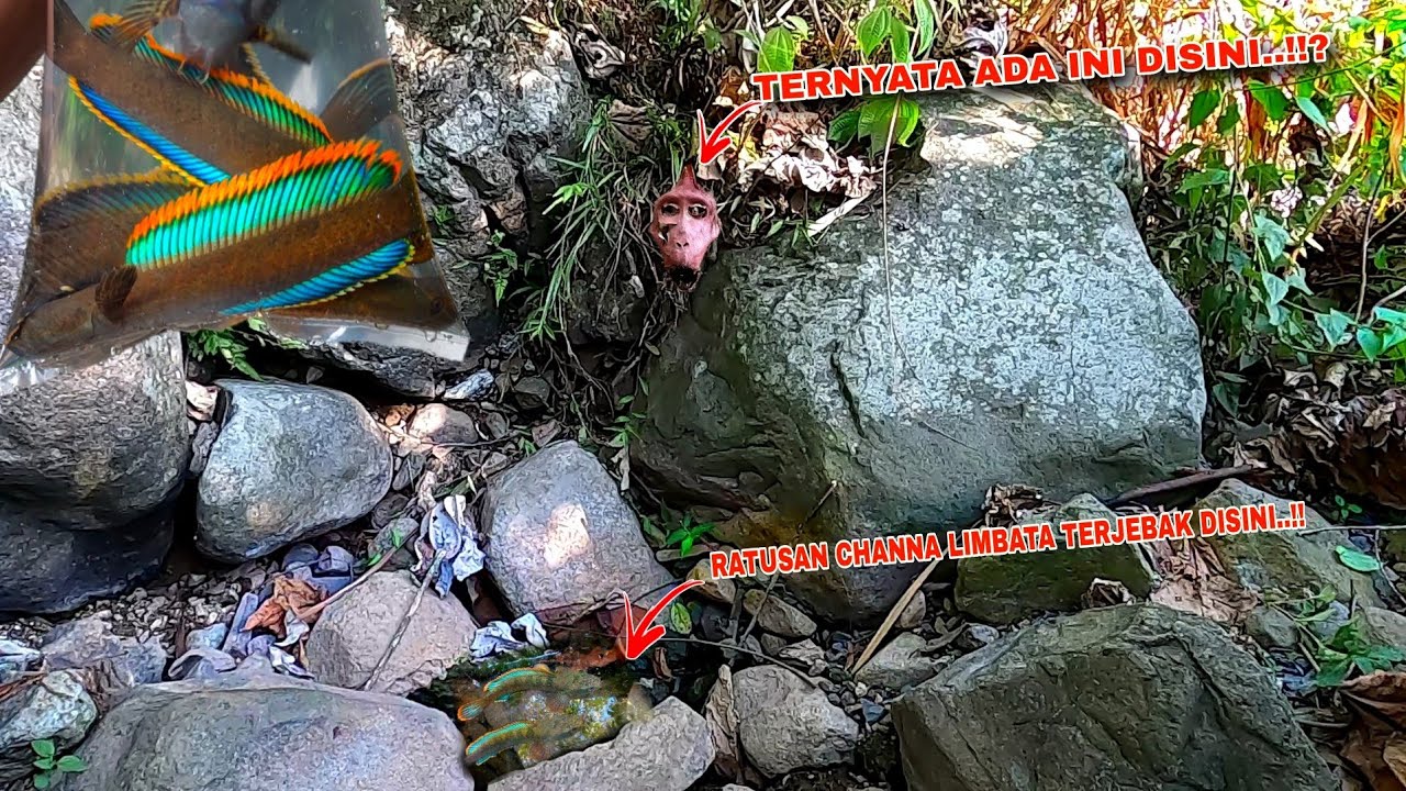 MERINDING..!! Menemukan Potongan K3pala Saat Mancing Ikan Channa Limbata Disungai Kramat Ini