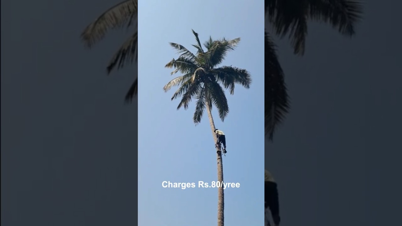 Coconut tree climbing machine