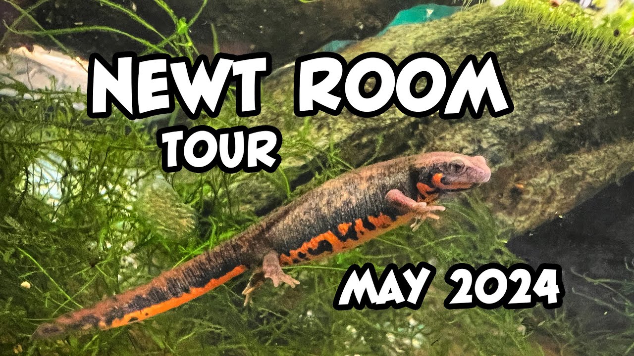 Newt Room 2024