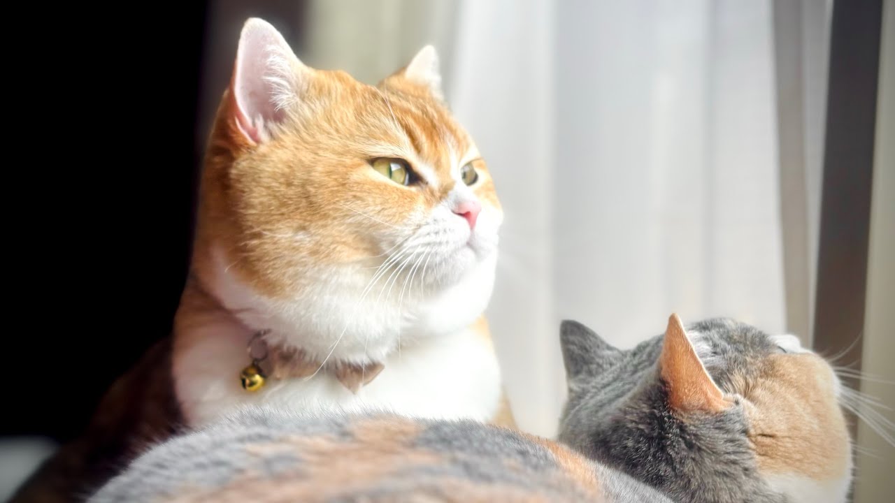 窓から飛び出す子猫、見守る巨猫