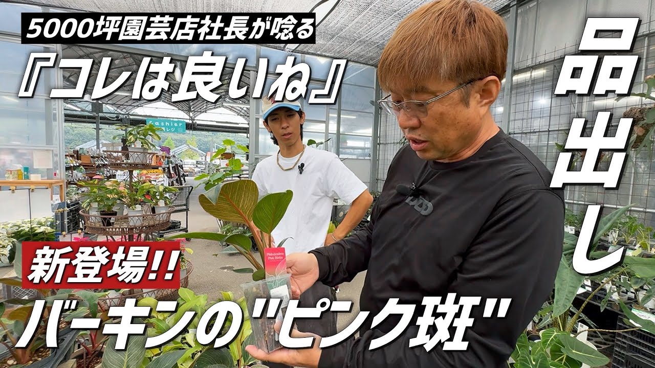 【超品出】ピンクバーキンやパキラミルキーウェイなどレアな観葉植物がお値打ちに入荷しました!!