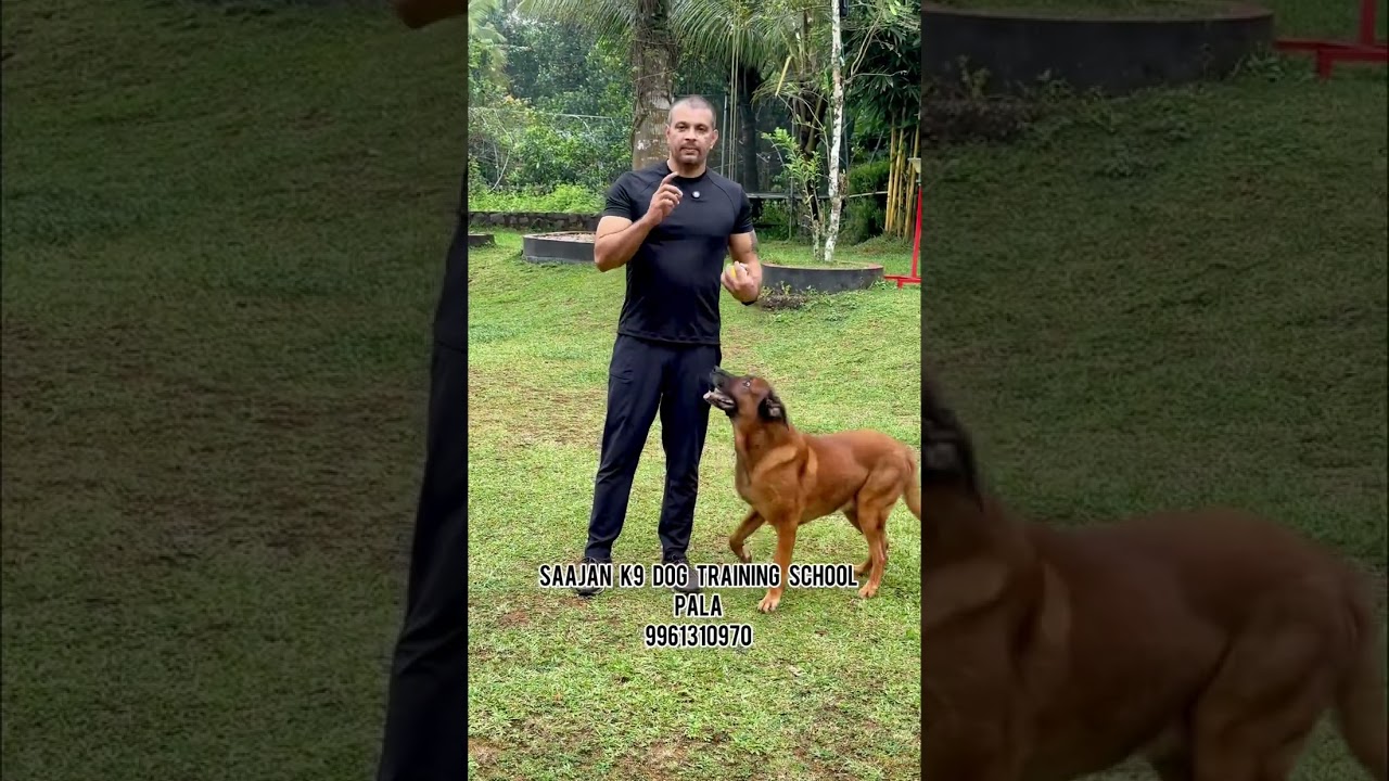 DOG Training And Dog Trainers Training Course. Saajan  K9 Dog Training School.Pala 9961310970