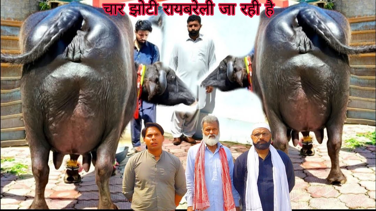 4 महीने की गाभिन 13 लीटर दूध रायबरेली उत्तर प्रदेश के लिए चार झोटी जा रही है#रायबरेली #up