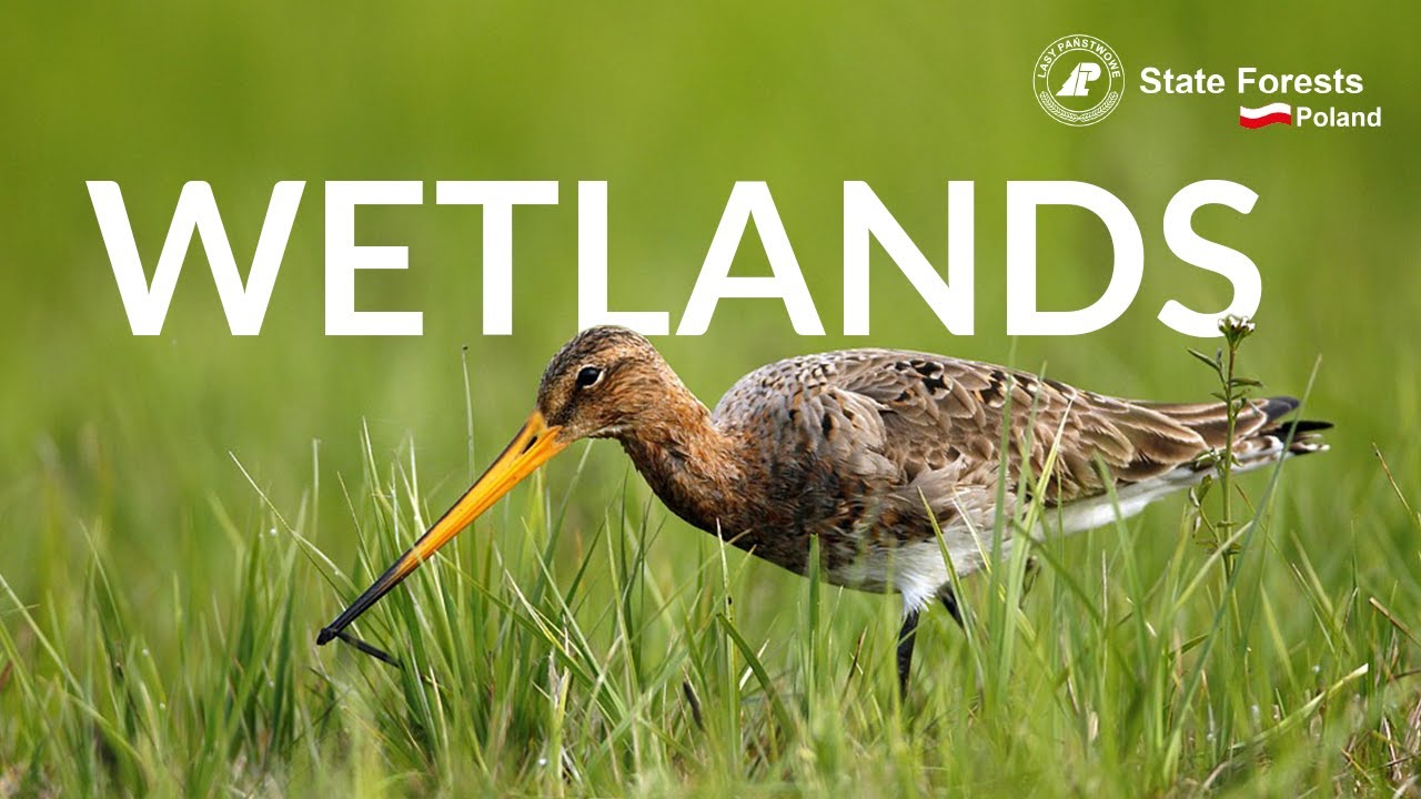 Wetlands