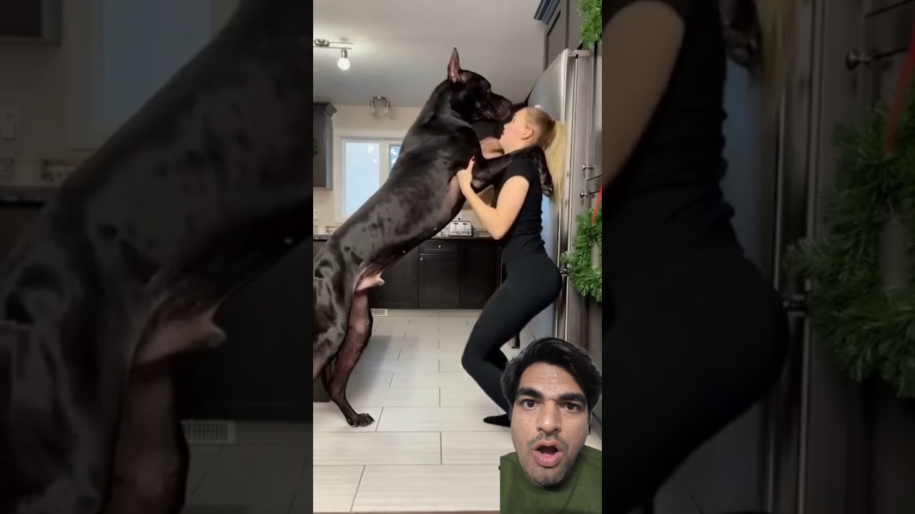 &iexcl;Esto no es un perro&hellip; es un gigante!