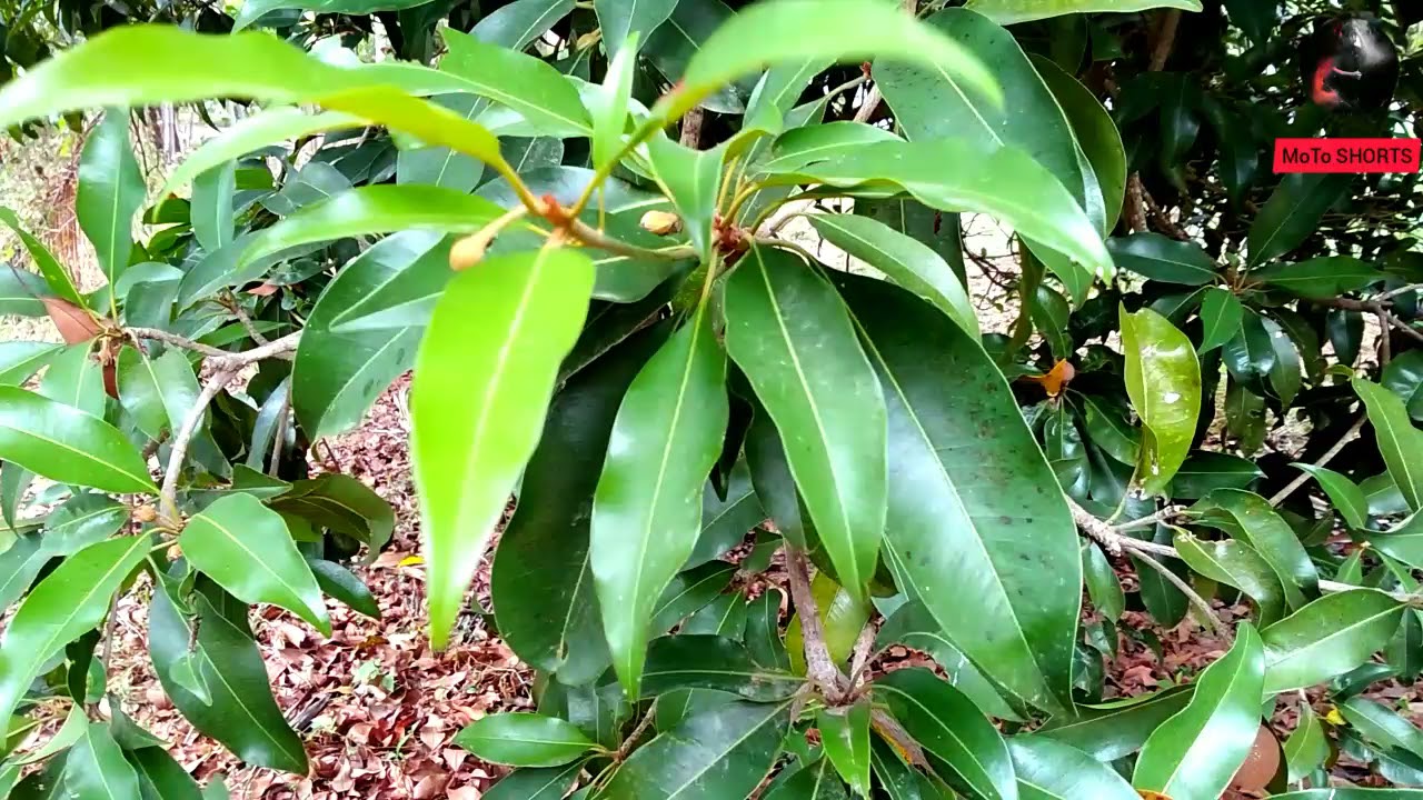 Zapota Tree Yummy Fruiy 😋😋 | Manilkara Zapota