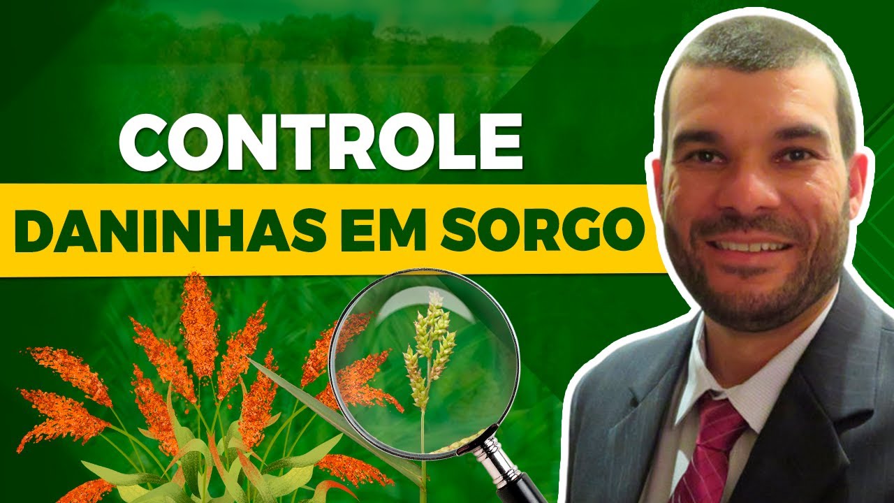 Dicas Práticas Para o Controle de Plantas Daninhas no Sorgo