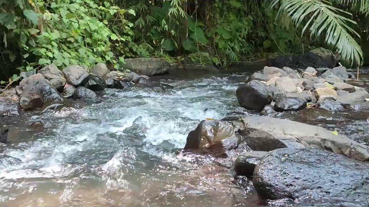 Relaxing River Sound for Study & Focus -  Forest Stream Ambience