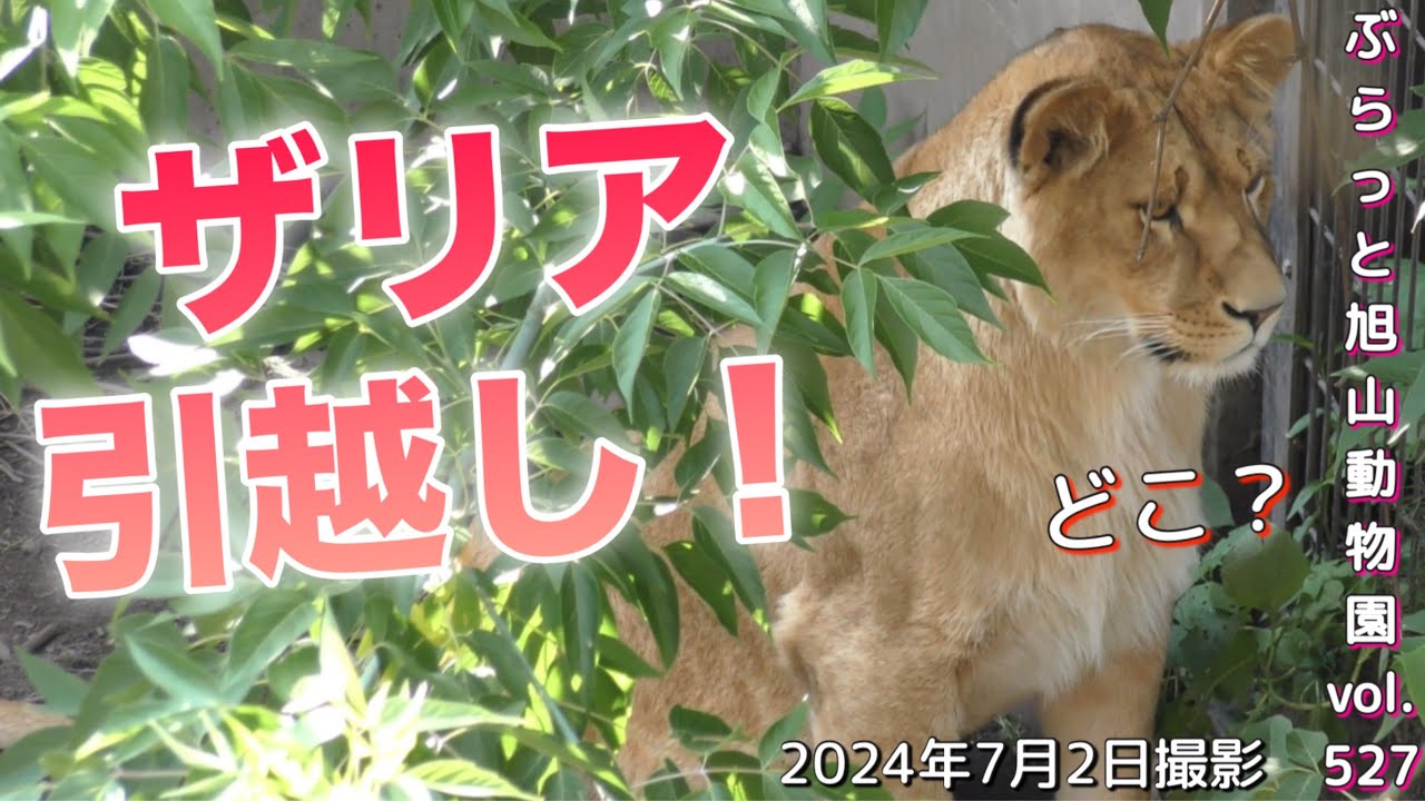 《ライオン＆トラ旭山動物園》新展開が！新居練習中のザリア。もう見れないザリアの喝⁉︎はしゃぐイオにレイが苦戦。オリトイオファミリーvol527/Tiger mom moves. A new path