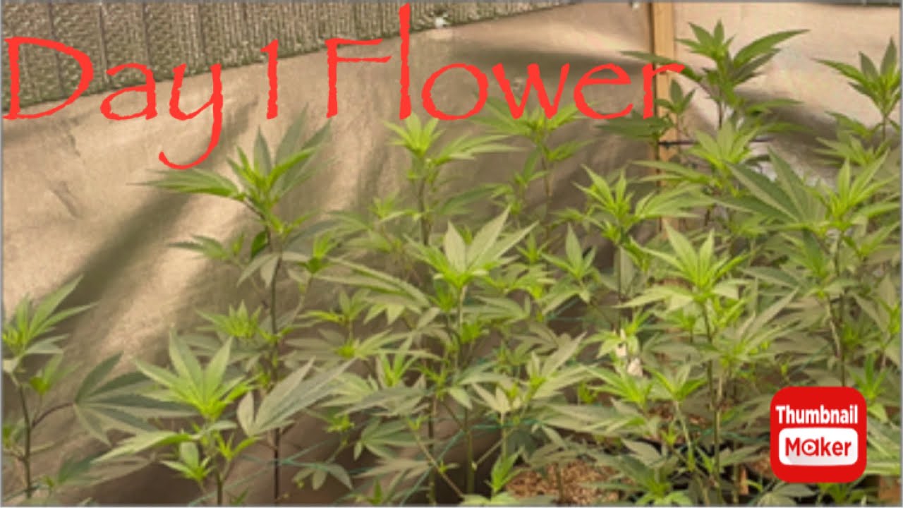 11 Hours On 13 Hours On Flower Cycle @athenanutrients