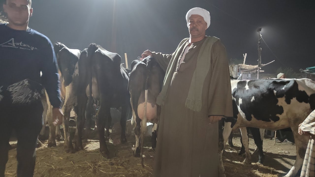 علي الهواء مباشرة من سوق طنطا أسعار البقر الوالد والعجميات العشر