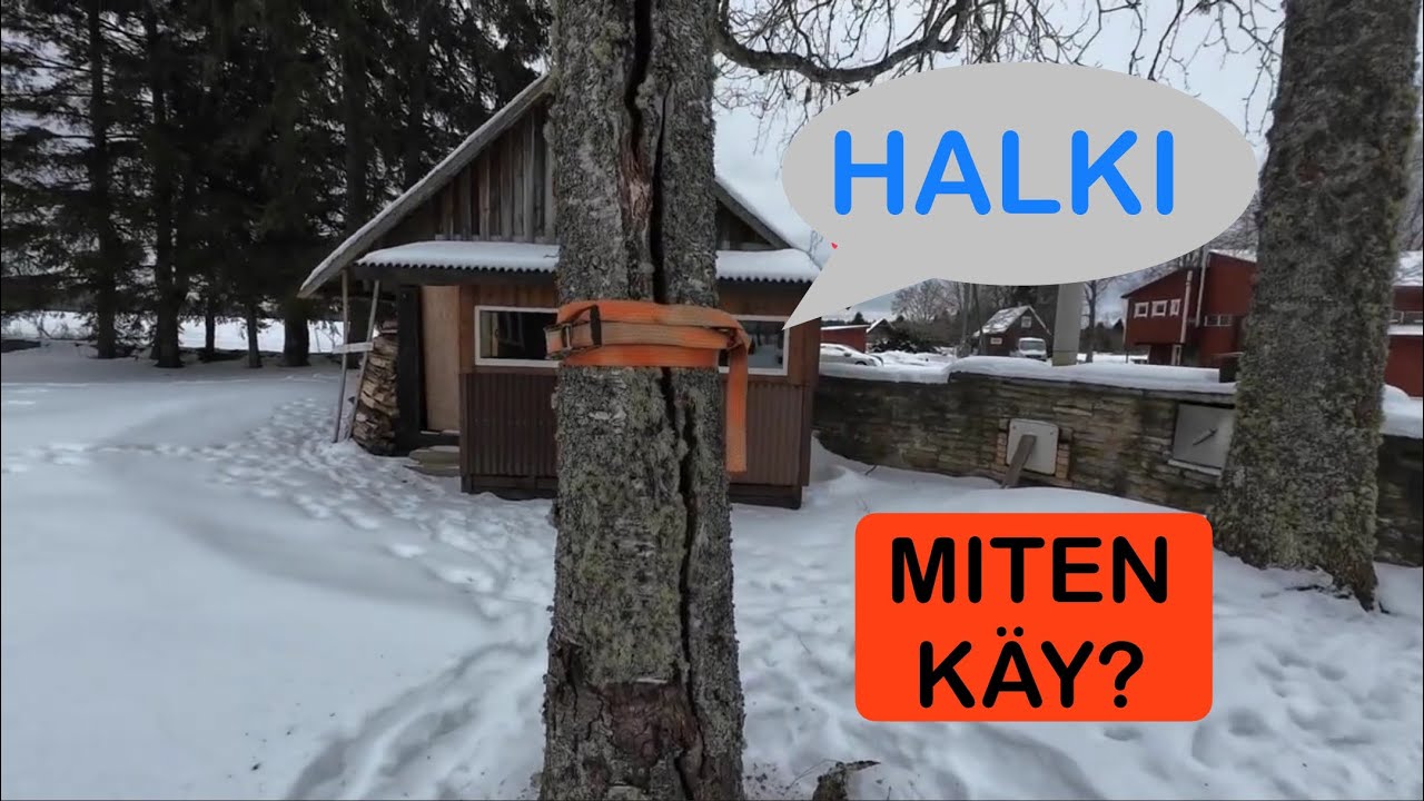 Haljenneen pihakoivun kaato🇫🇮