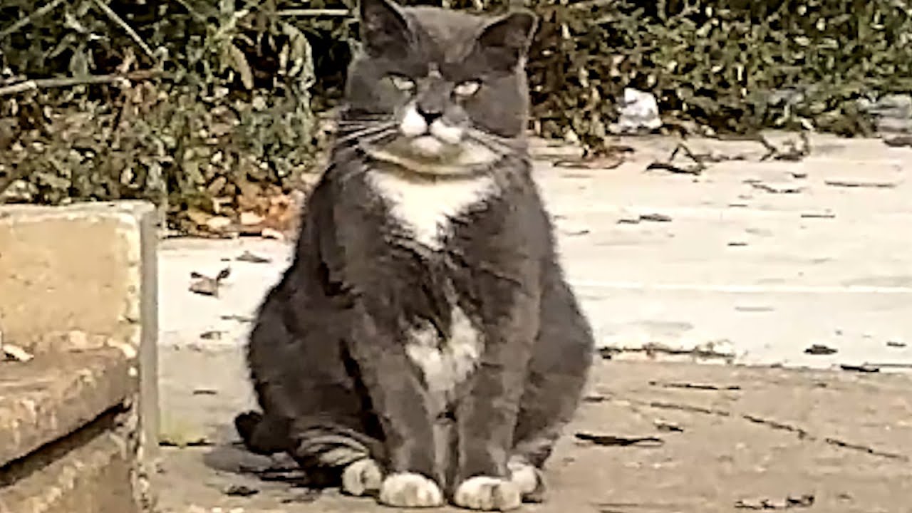 I took home this lonely feral cat. Here's what happened.