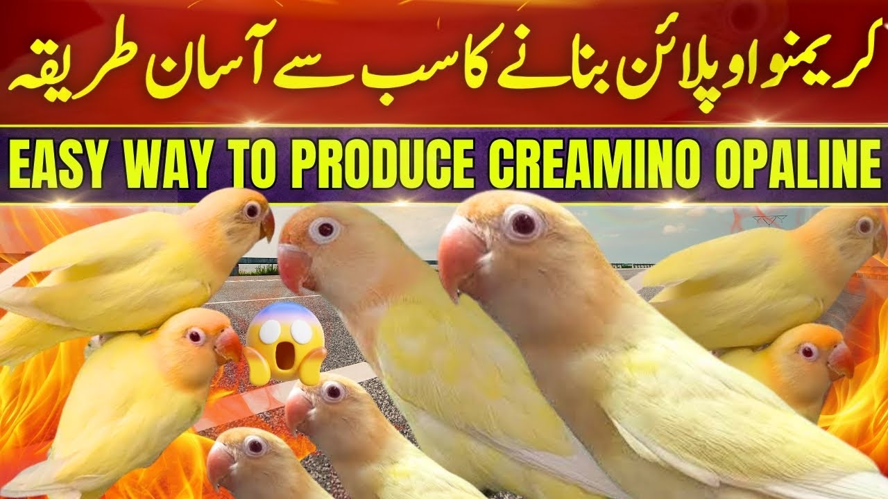 Easy way to Produce Creamino Opaline Lovebird | How to Produce Creamino Opaline | YTG Birds