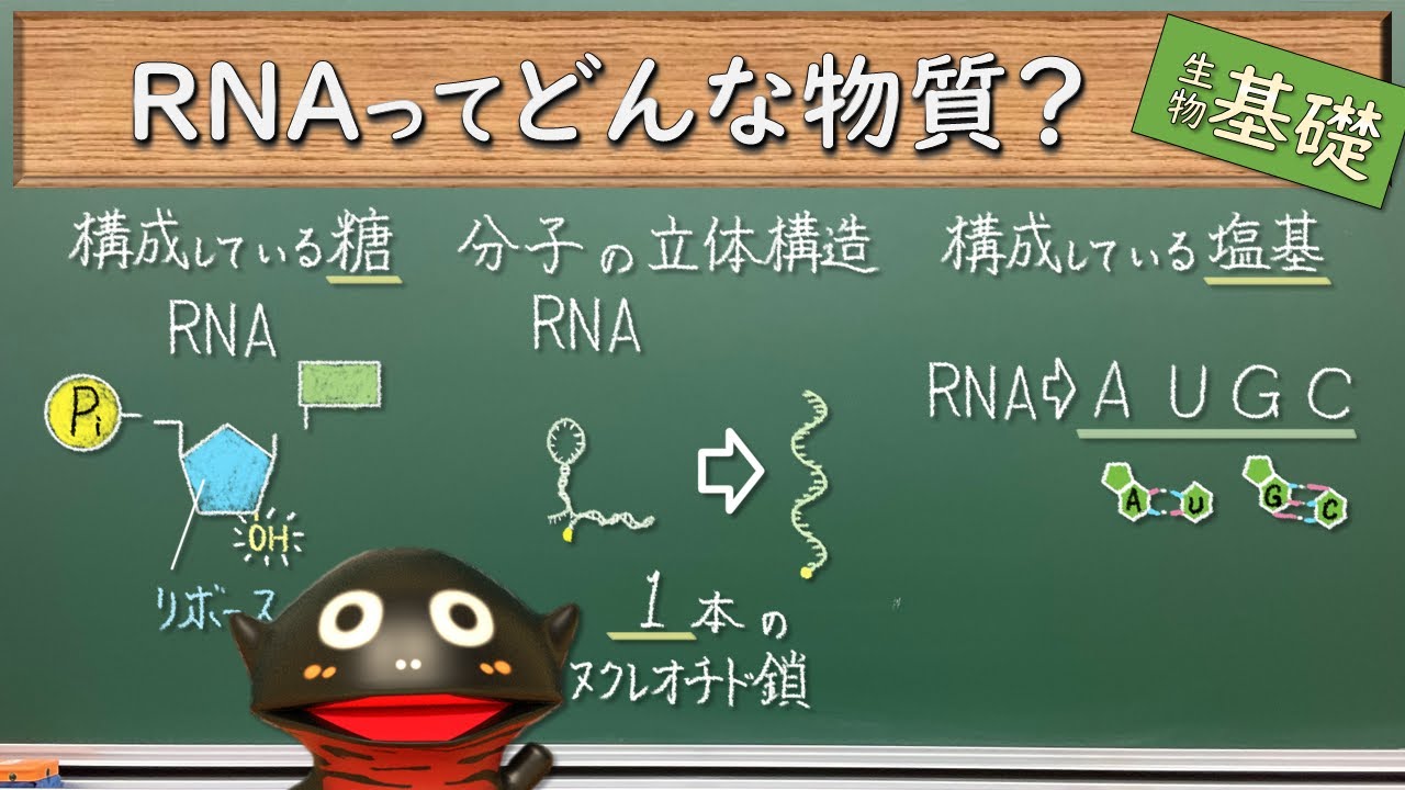 DNAとRNAの共通点と相違点【66生物基礎】新課程対応